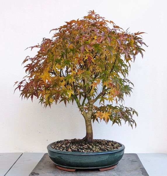 Japanese Maple Sharps Pygmy Bonsai 1622