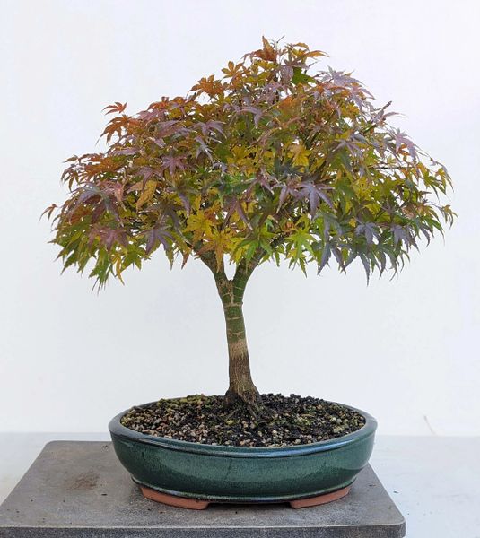 Japanese Maple Sharps Pygmy Bonsai 1623