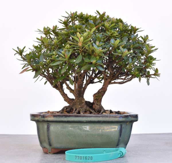 Satzuki Azalea var. Chinzan Bonsai | Bonsai Learning Center Store