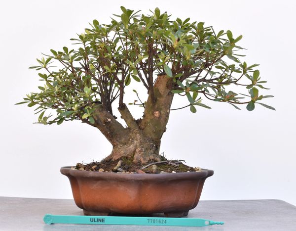 Satsuki Azalea var. Wakaebisu Bonsai 1624