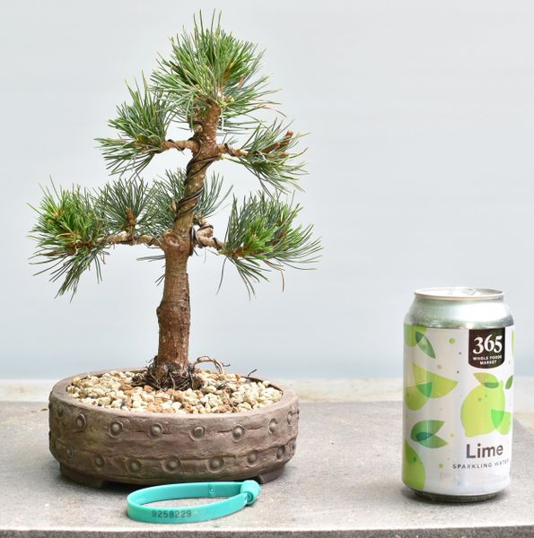 White Pine Var Catherine Elizabeth Bonsai 8229