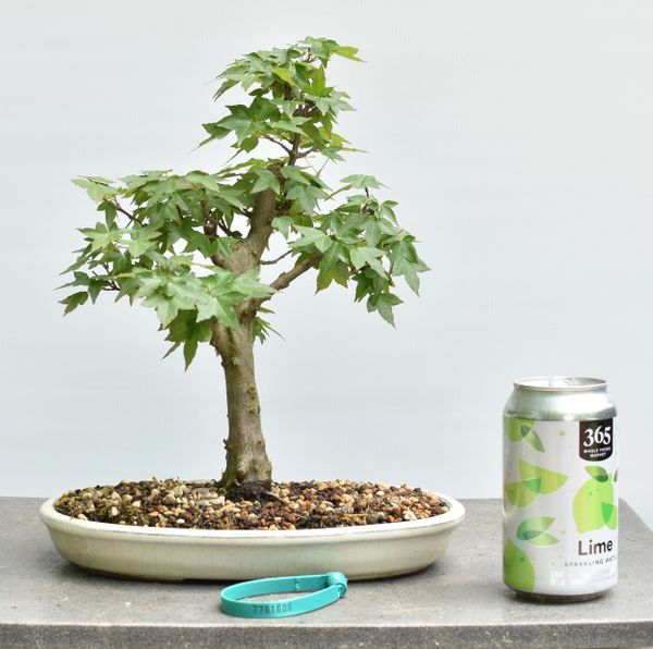 Trident Maple Bonsai 1606