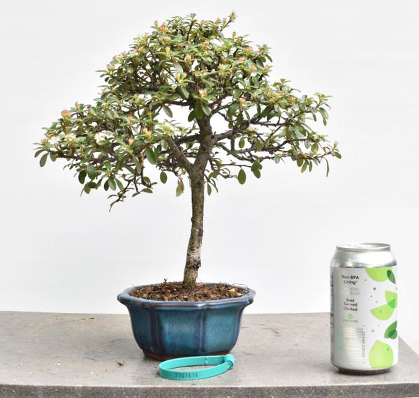 Cotoneaster Bonsai 1616