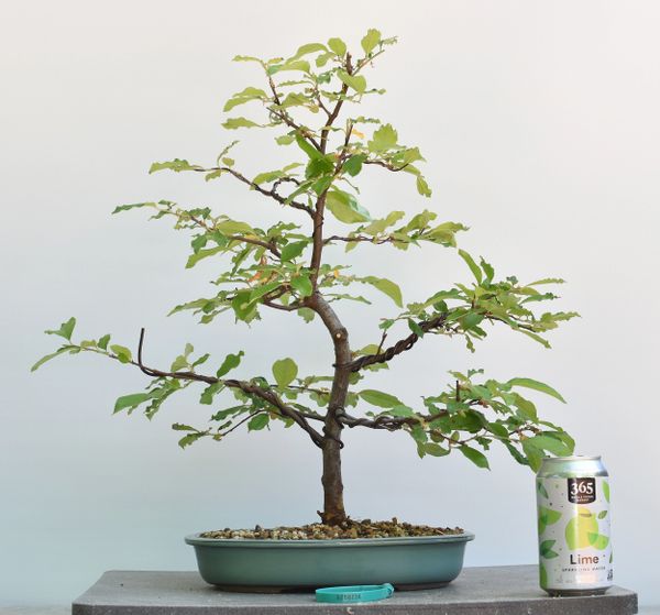 Chinese Quince Bonsai 8224
