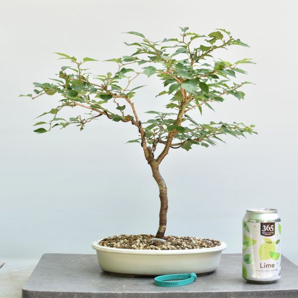 Cherry 'Kojo-No-Mai' Bonsai 1626