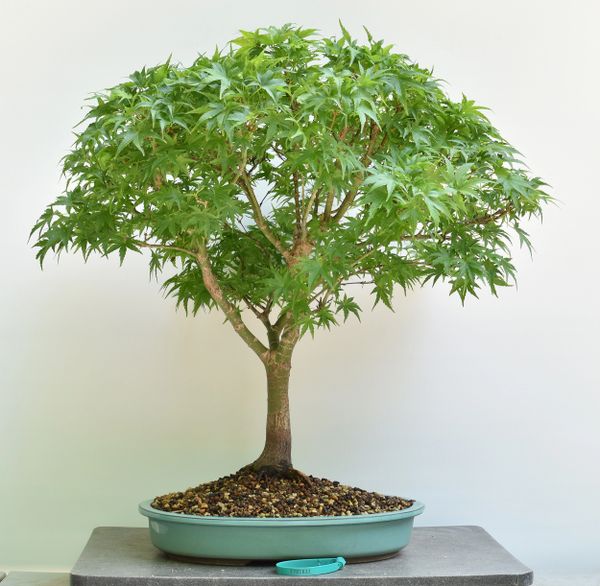 Japanese Maple var Sharps Pygmy Bonsai 1632