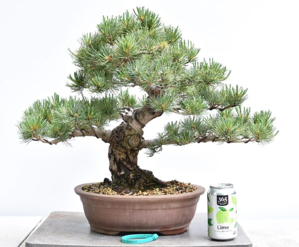 Imported Japanese White Pine Bonsai 8236