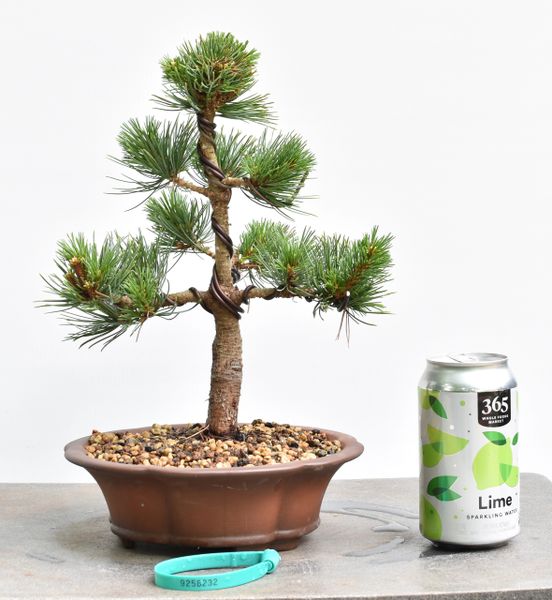 White Pine Var Catherine Elizabeth Bonsai 8232