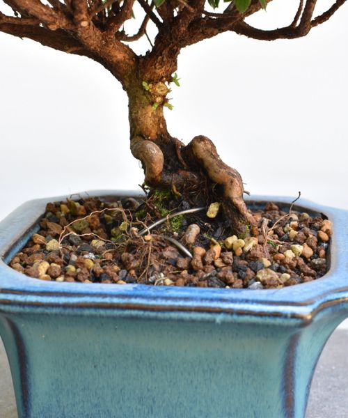 Satsuki Azalea var. Kazan Bonsai 8225