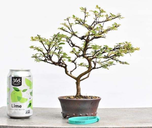 Dwarf Crape Myrtle Bonsai 8243