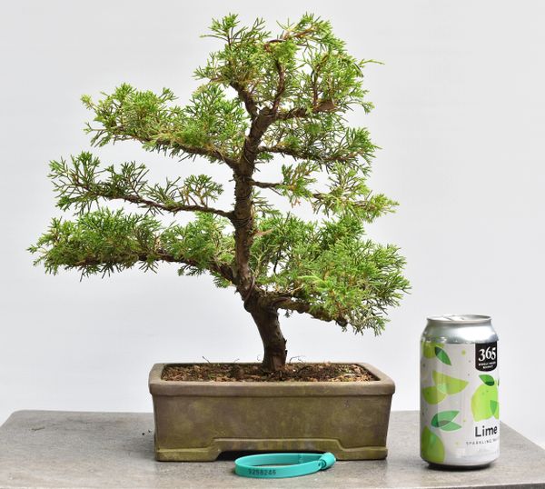 Itoigawa Shimpaku Juniper Bonsai 8246