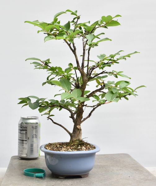 Crape Myrtle Bonsai | Bonsai Learning Center Store