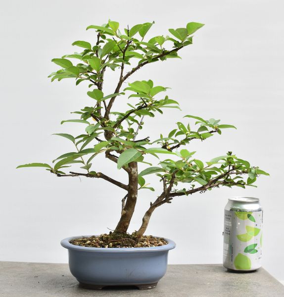 Crape Myrtle Bonsai | Bonsai Learning Center Store