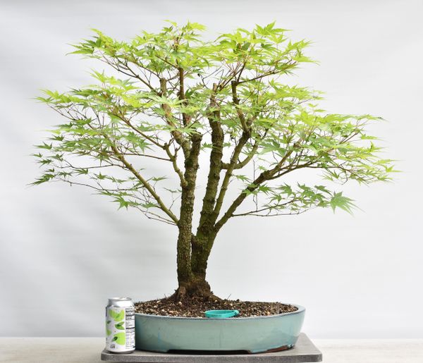 Japanese Maple Arakawa Clump Bonsai 8248