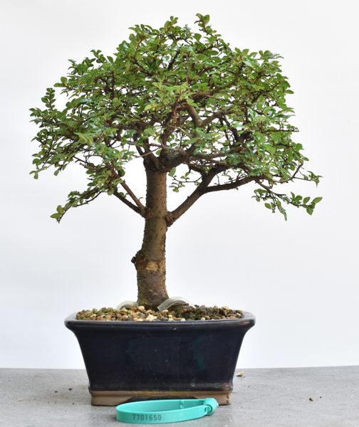 Chinese Elm Bonsai 1650