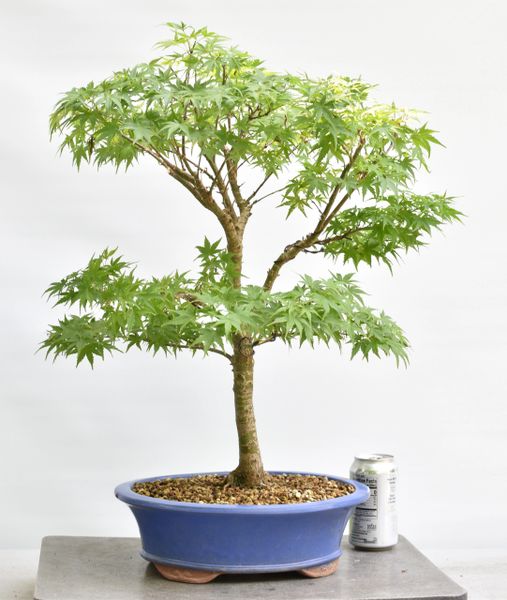 Japanese Maple var Sharps Pygmy | Bonsai Learning Center Store