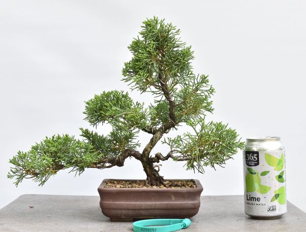 Shimpaku Juniper Bonsai 8251