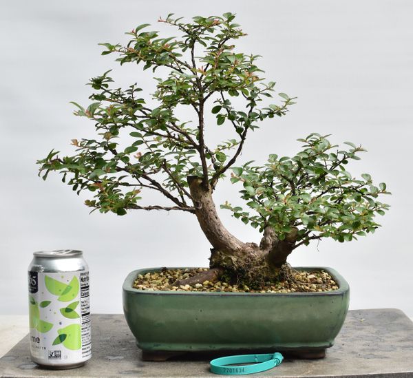 Crape Myrtle var. Pokomoke Bonsai 1634