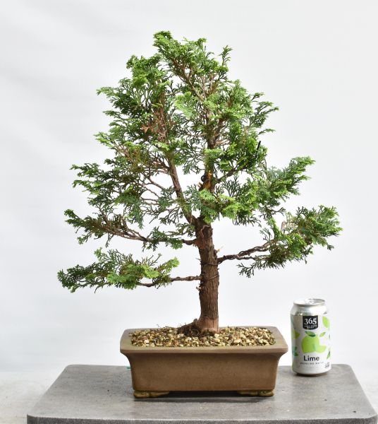 Hinoki Cypress Bonsai Bonsai Learning Center Store