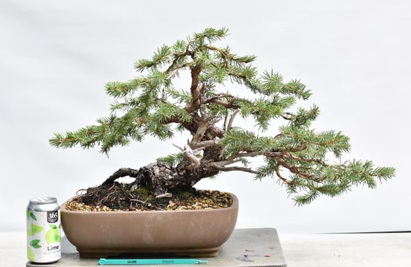 Blue Spruce Yamadori Bonsai 8255