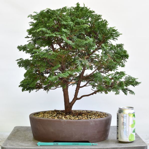 Hinoki Cypress Bonsai 8260