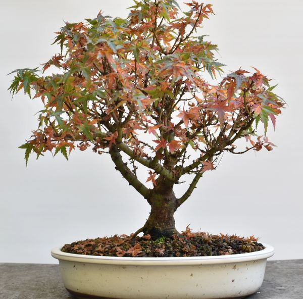 Japanese Maple Var Kotohime Bonsai 8245