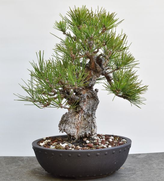 Black Pine Cork Bark Nishiki Bonsai 8261