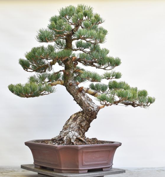 Imported Japanese White Pine Bonsai 8262