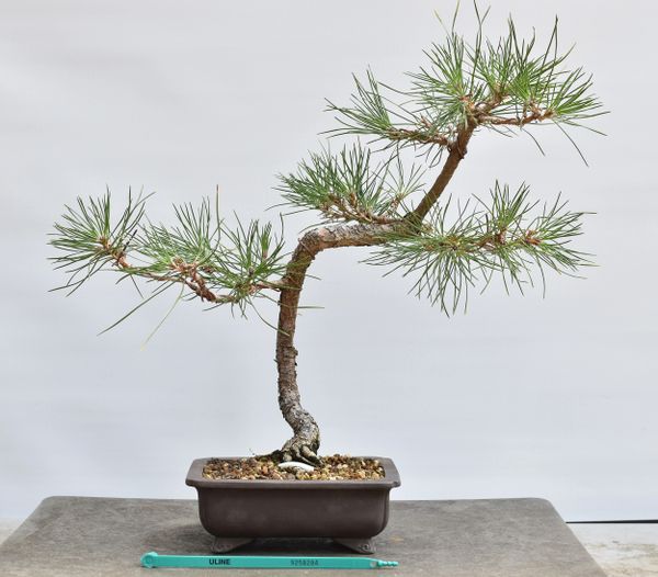 Black Pine Bonsai 8284