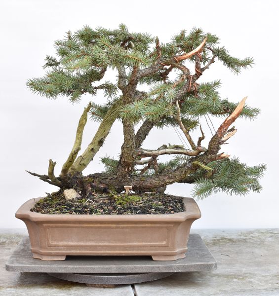 Blue Spruce Yamadori Bonsai | Bonsai Learning Center Store