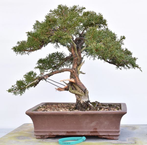 Itoigawa Shimpaku Juniper Bonsai 1618