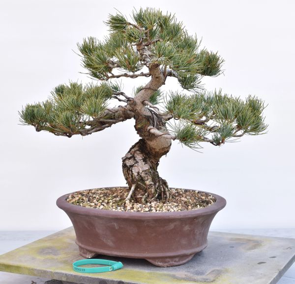 Imported Japanese White Pine Bonsai 8233