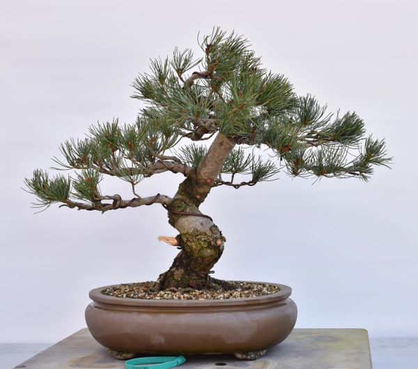 Imported Japanese White Pine Bonsai 8289