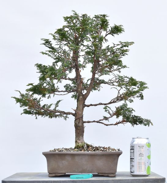 Hinoki Cypress Bonsai 8256