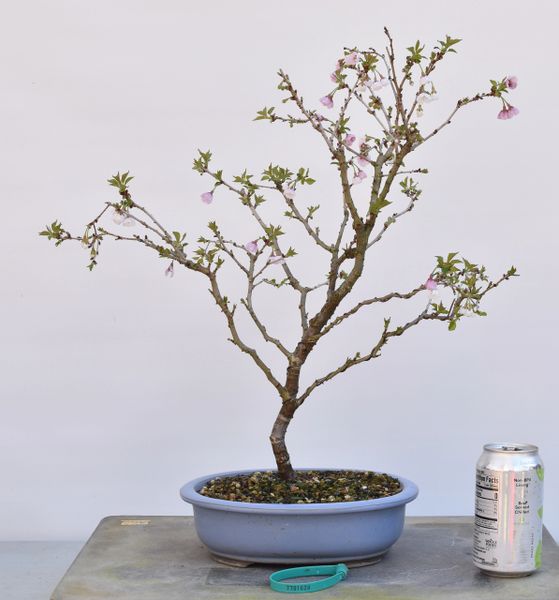 Cherry 'Kojo-No-Mai' Bonsai 1628