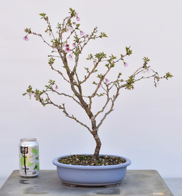 Cherry KojoNoMai Bonsai Bonsai Learning Center Store