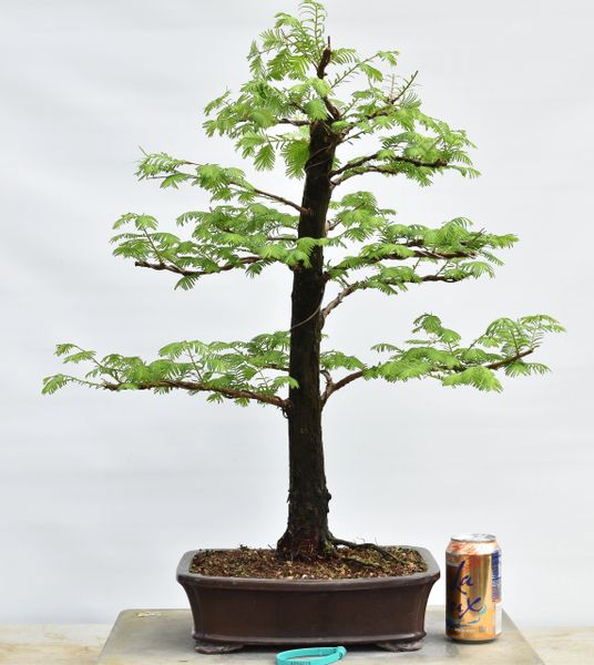 Dawn Redwood Bonsai 8219