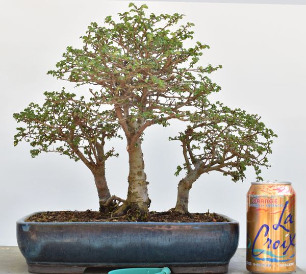 Chinese Elm 3 Tree Bonsai 8231