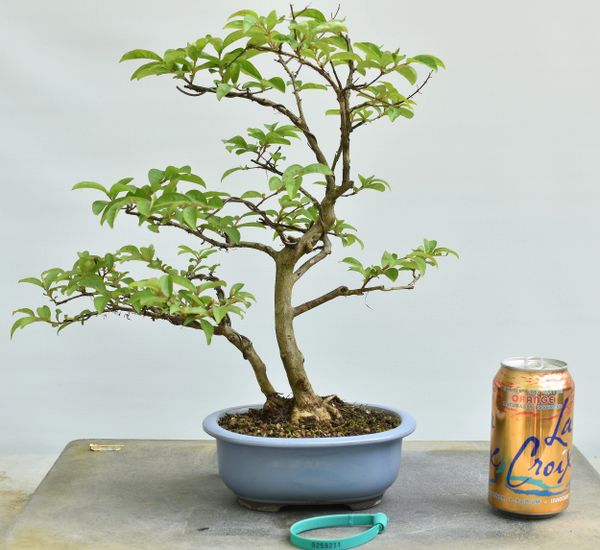 Crape Myrtle Bonsai 8211