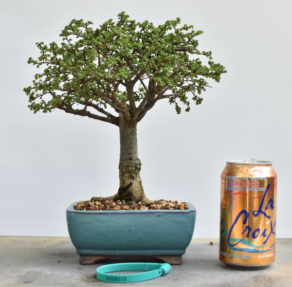 Chinese Elm Bonsai 8210