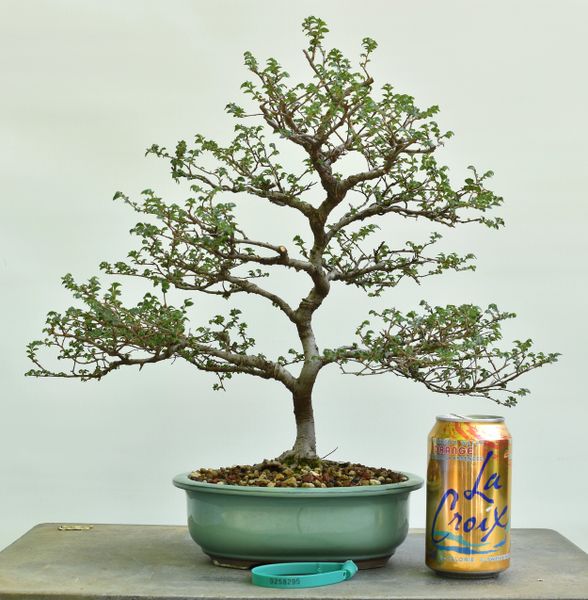 Chinese Elm Bonsai 8295