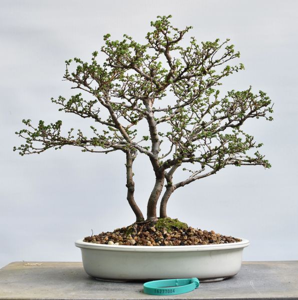 Chinese Elm Bonsai 7004