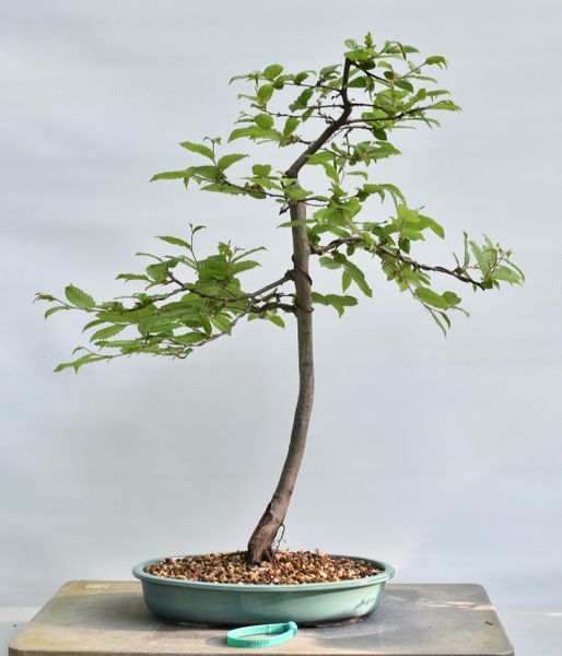 European Hornbeam Bonsai 8272