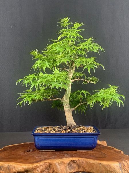 Japanese Maple var Sharps Pygmy Bonsai 7982