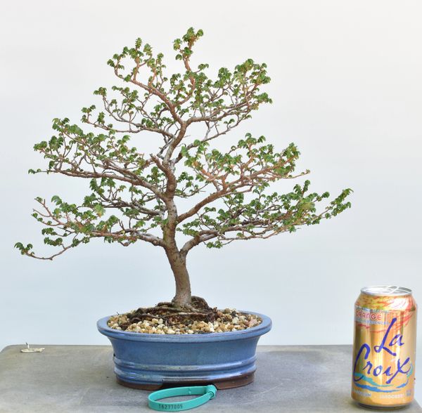 Chinese Elm Bonsai 7005