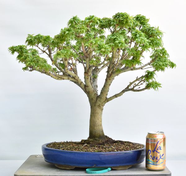 Japanese Maple var Sharps Pygmy Bonsai 1639