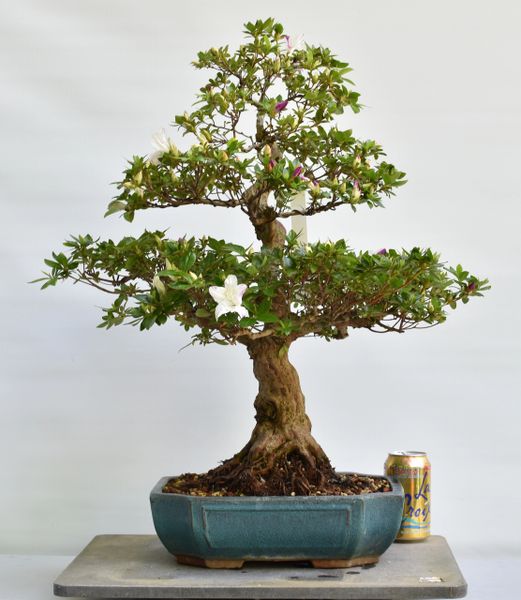 Satsuki Azalea Bonsai Var. ShihonoTsuki Japanese Import 8253 Bonsai Learning Center Store