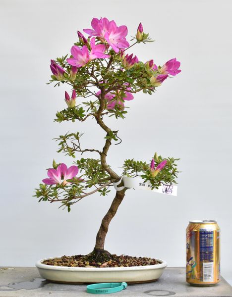 Satsuki Azalea Bonsai Var. Murasaki Japanese Import 8254