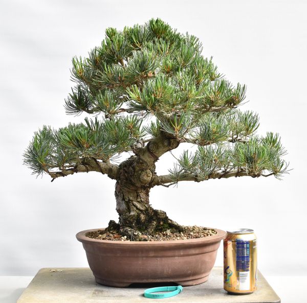 Imported Japanese White Pine Bonsai 8236