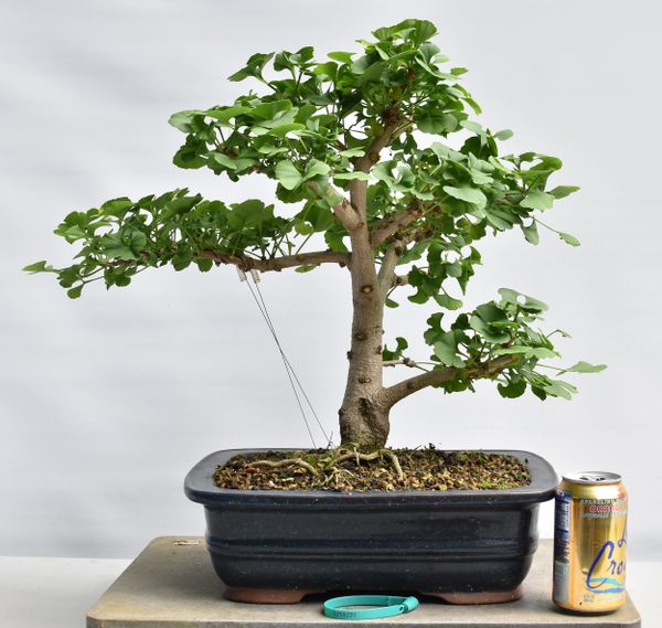 Dwarf Gingko Mariken Bonsai 8221